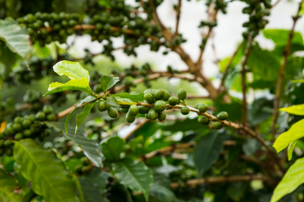 COFEE CHERRIES